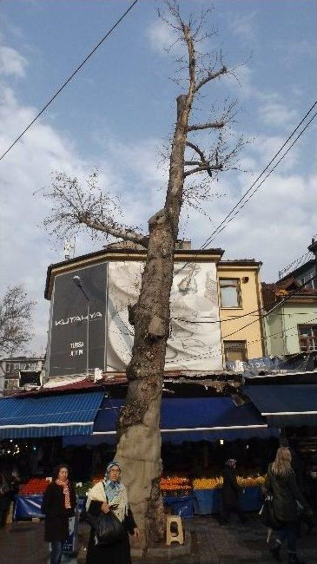 Tescilli &Ccedil;ınarların Korunması Talebi 1