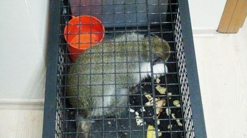 Tekirdağ&rsquo;da &Ouml;r&uuml;mcek Maymunu Yakalandı