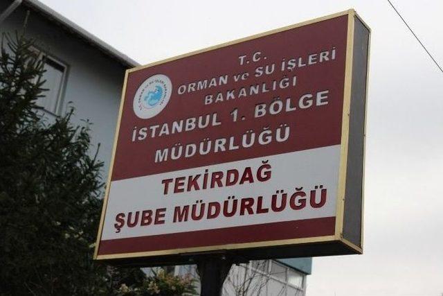 Tekirdağ’da Örümcek Maymunu Yakalandı