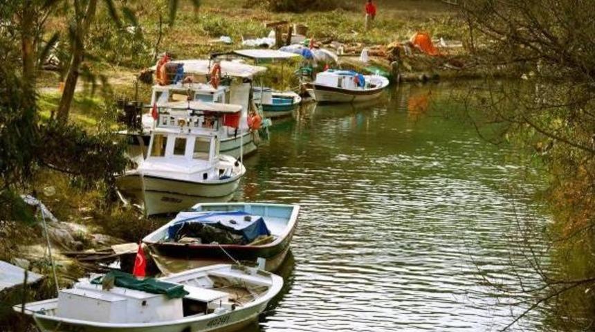 94 okalipt&uuml;s ağacı susam ve mısır kurbanı