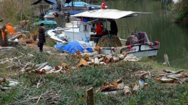 94 okaliptüs ağacı susam ve mısır kurbanı