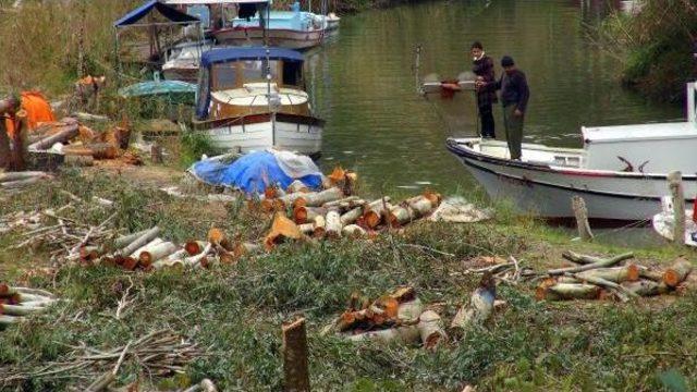 94 okaliptüs ağacı susam ve mısır kurbanı