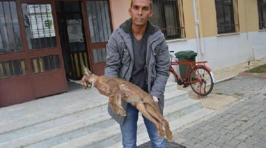 Nesli t&uuml;kenen karakulak &ouml;l&uuml; bulundu