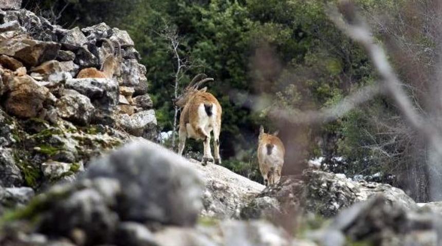Yaban ke&ccedil;ileri mahalleyi mesken edindi