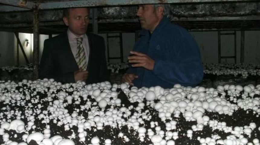 Kaymakam Tanrıkulu, Mantar Tesisini Gezdi