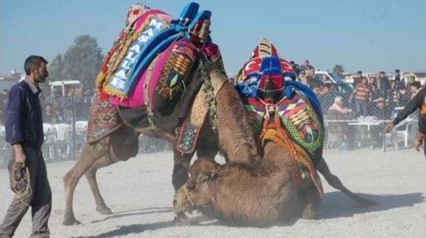 Didim 4. Deve G&uuml;reşi 14 Aralıkta Yapılacak