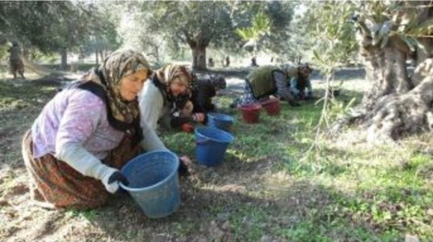 Burhaniye&rsquo;de Zeytin Hasadı Binlerce Kişiye Ekmek Kapısı Oldu