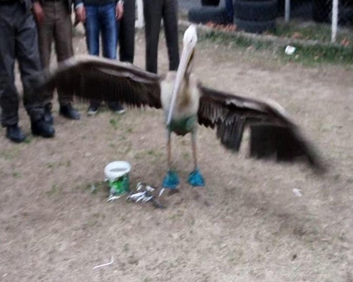 Yaralı Pelikan Tedavi Edilip Doğaya Bırakıldı