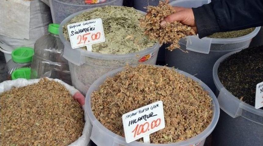 Ihlamur, Altınla Yarışıyor