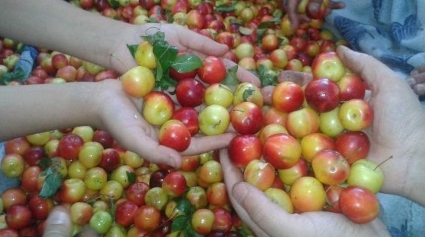 K&uuml;tahya&rsquo;da Erik &Uuml;retimi D&uuml;ş&uuml;yor