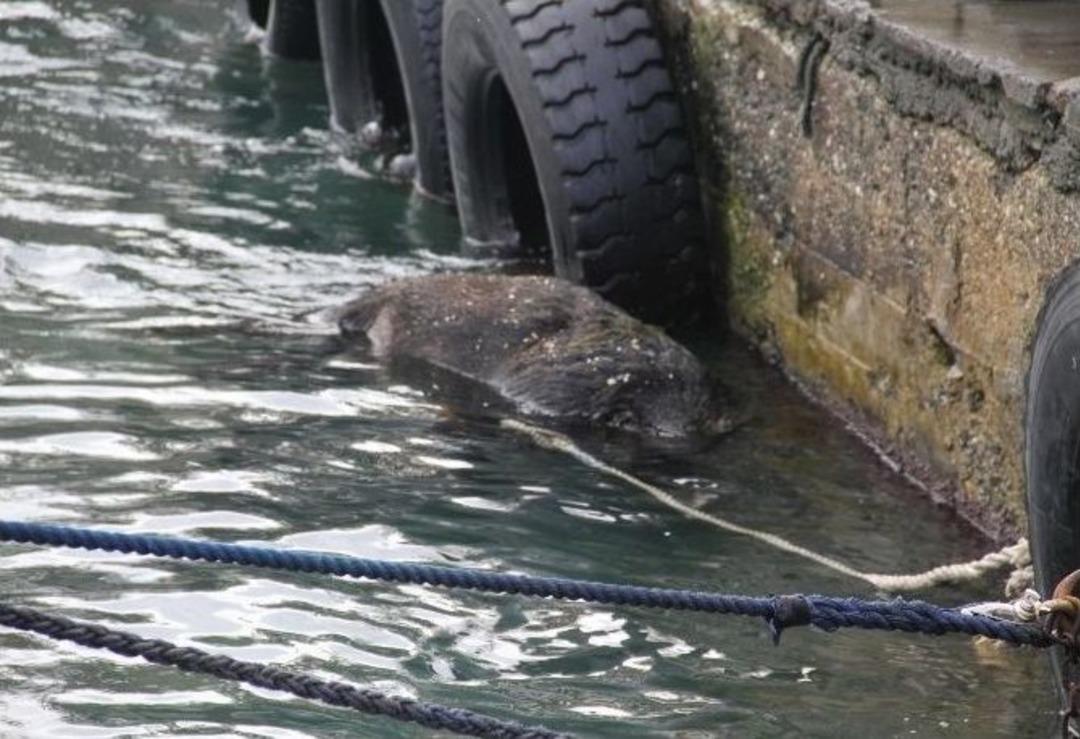 (&ouml;zel Haber) Boğaz&rsquo;da Y&uuml;zen Domuz Bu Kez Karaya &Ccedil;ıkmayı Başaramadı