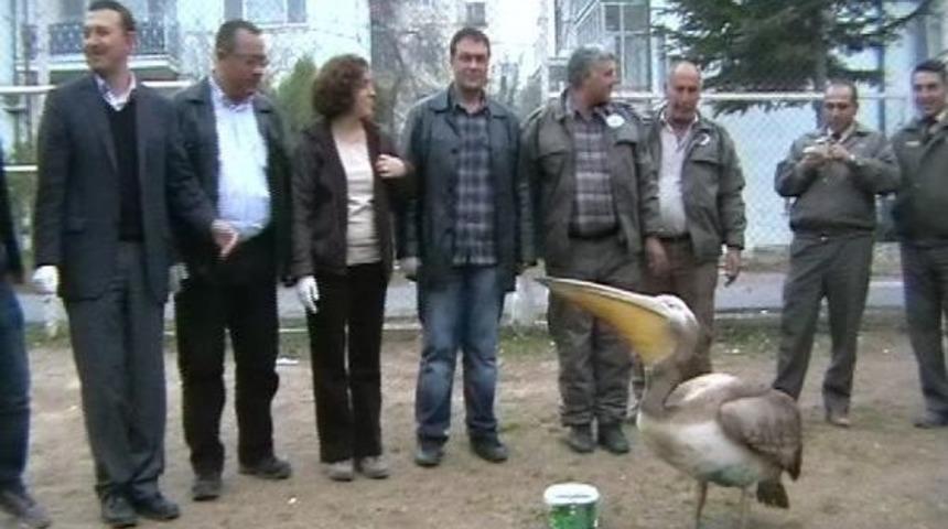 Mersin'de yaralı pelikan tedaviye alındı