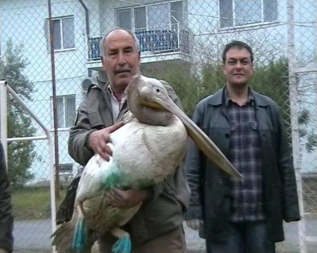 Mersin'de yaralı pelikan tedaviye alındı