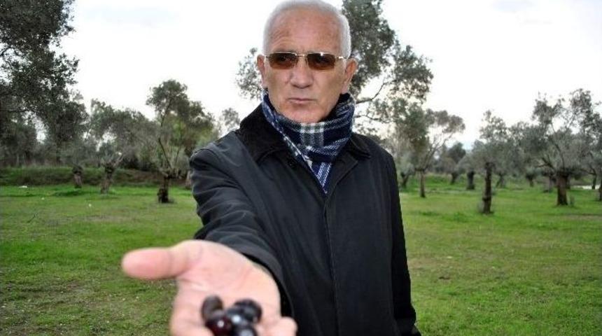 Aydın&rsquo;da Zeytinliklerin Satılmasına Tepki