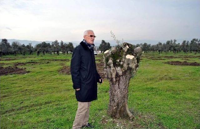 Aydın&rsquo;da Zeytinliklerin Satılmasına Tepki 1