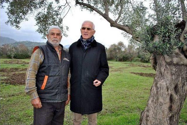 Aydın&rsquo;da Zeytinliklerin Satılmasına Tepki 2