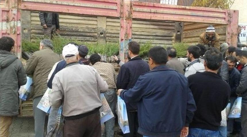 H&uuml;y&uuml;k&rsquo;te Vatandaşlara Fidan Dağıtıldı