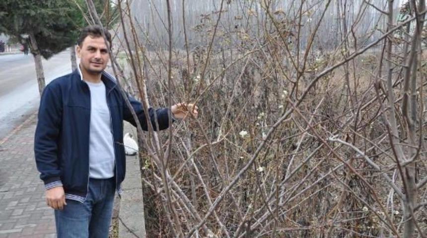 Sorgun'da erik ağacı aralık ayında &ccedil;i&ccedil;ek a&ccedil;tı