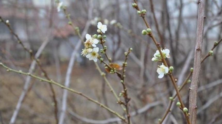 Yozgat&rsquo;ta Mevsimini Şaşıran Erik Ağacı &Ccedil;i&ccedil;ek A&ccedil;tı