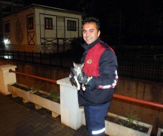 Kanala düşen yavru kedi kurtarıldı