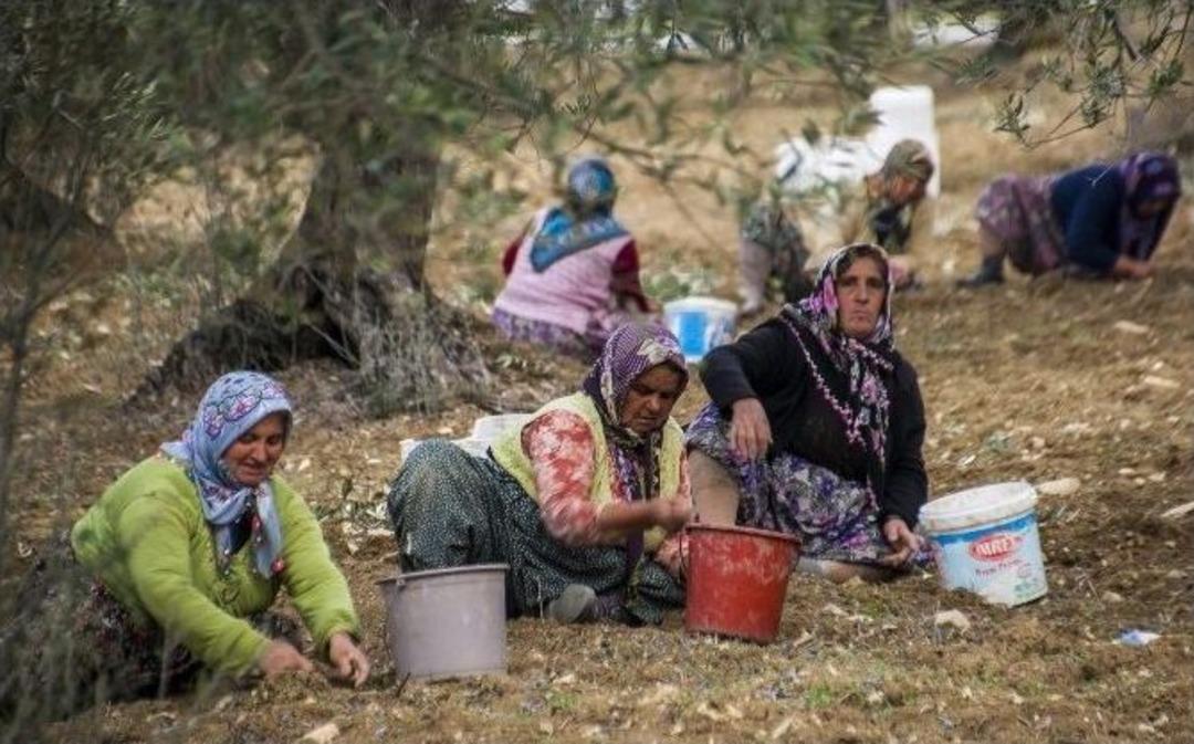 Zeytin Hasadının Y&uuml;zde 60&rsquo;ını Kadınlar Yapıyor