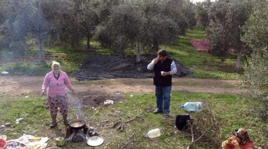 Tarlada G&ouml;zlemeli Zeytin Yağı Testi