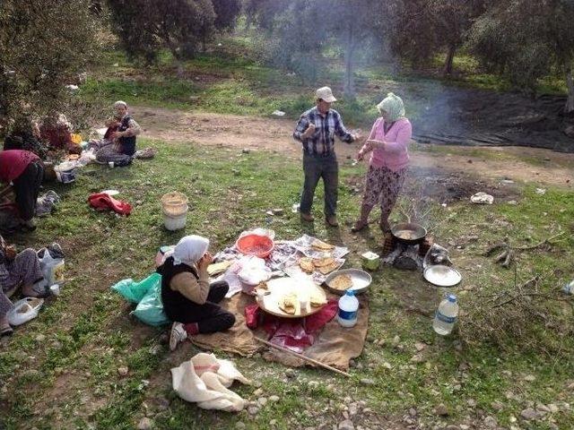 Tarlada Gözlemeli Zeytin Yağı Testi