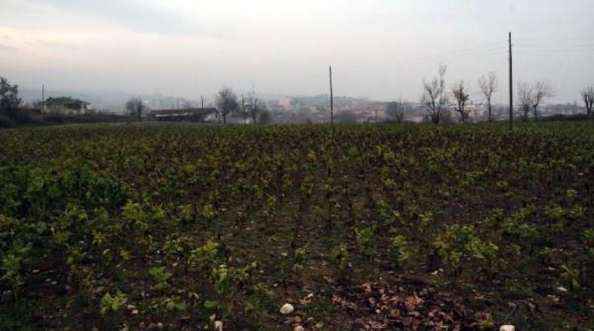 Arkeolojik Sit Alanina T&uuml;t&uuml;n Ektiler