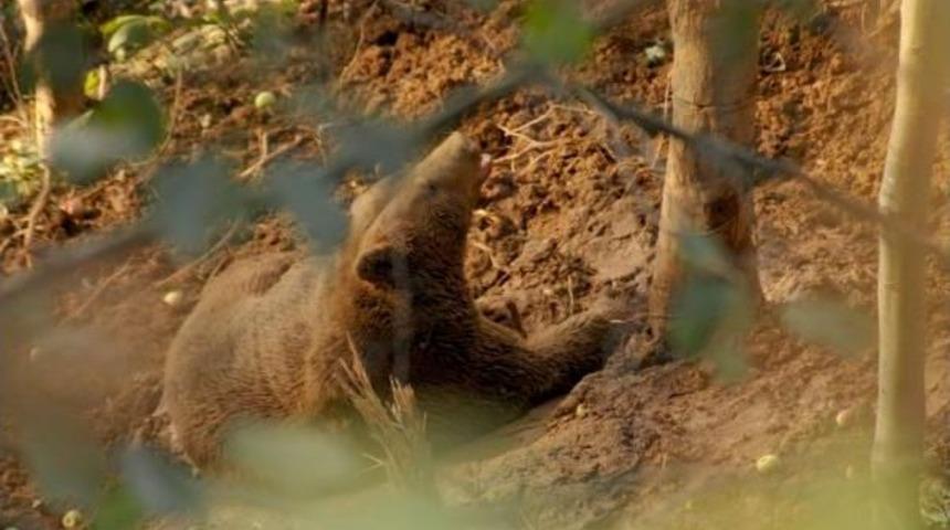 Domuz Tuzağina Kapilan Ayi Kurtarilip Doğaya Salindi