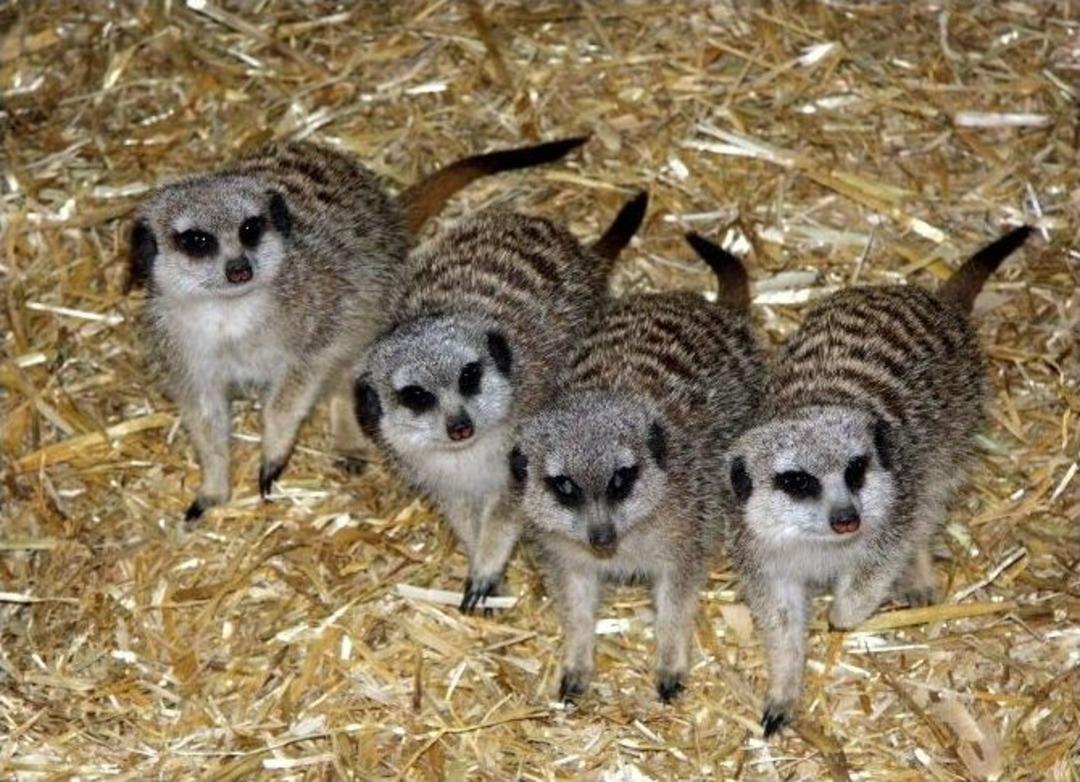 (&ouml;zel Haber) &Ccedil;ocuklar &Ccedil;izgi Film Kahramanlarını G&ouml;rmek İ&ccedil;in Hayvanat Bah&ccedil;esine Akın Ediyor