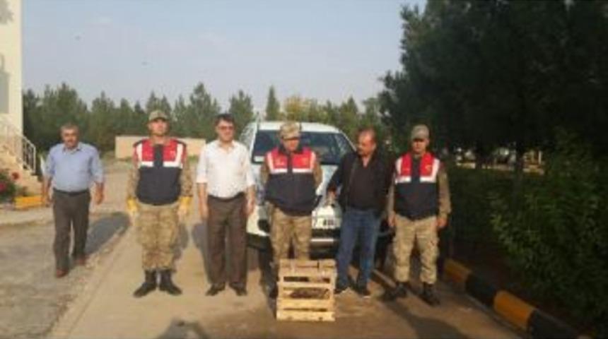 Yarali Şahin Tedavi Edilerek Doğaya Salindi