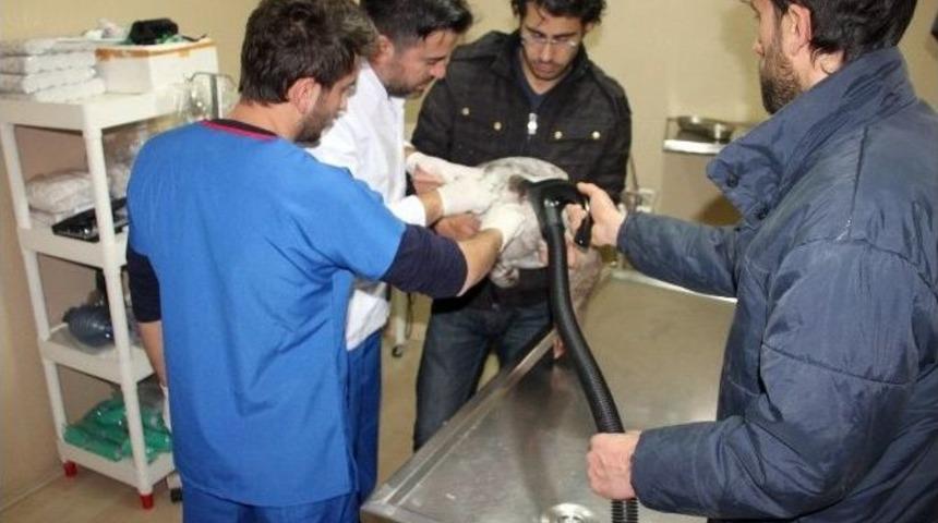 Yaralı Bulunan Kaz Tedavi Ettirildi