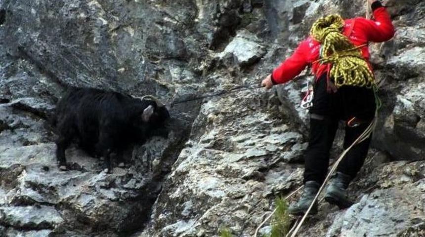 Kayaliklarda 6 G&uuml;n Mahsur Kalan 3 Ke&ccedil;i Kurtarildi