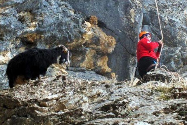 Kayaliklarda 6 Gün Mahsur Kalan 3 Keçi Kurtarildi