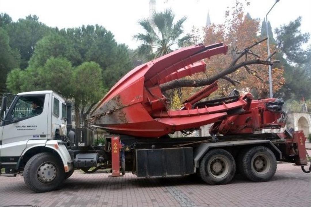 Şehzadeler Belediyesi Ihlamur Ağacını Kesmek Yerine Taşıdı