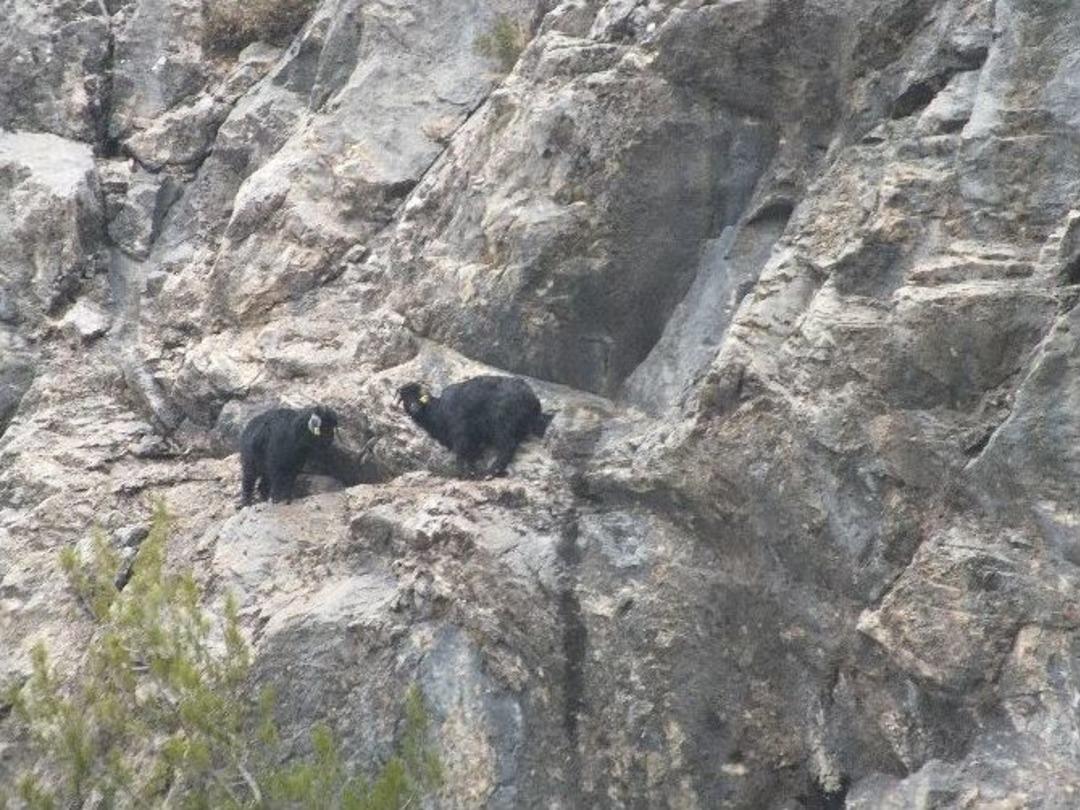 Kurtarma Ekipleri Mahsur Kalan Ke&ccedil;iler İ&ccedil;in Seferber Oldu