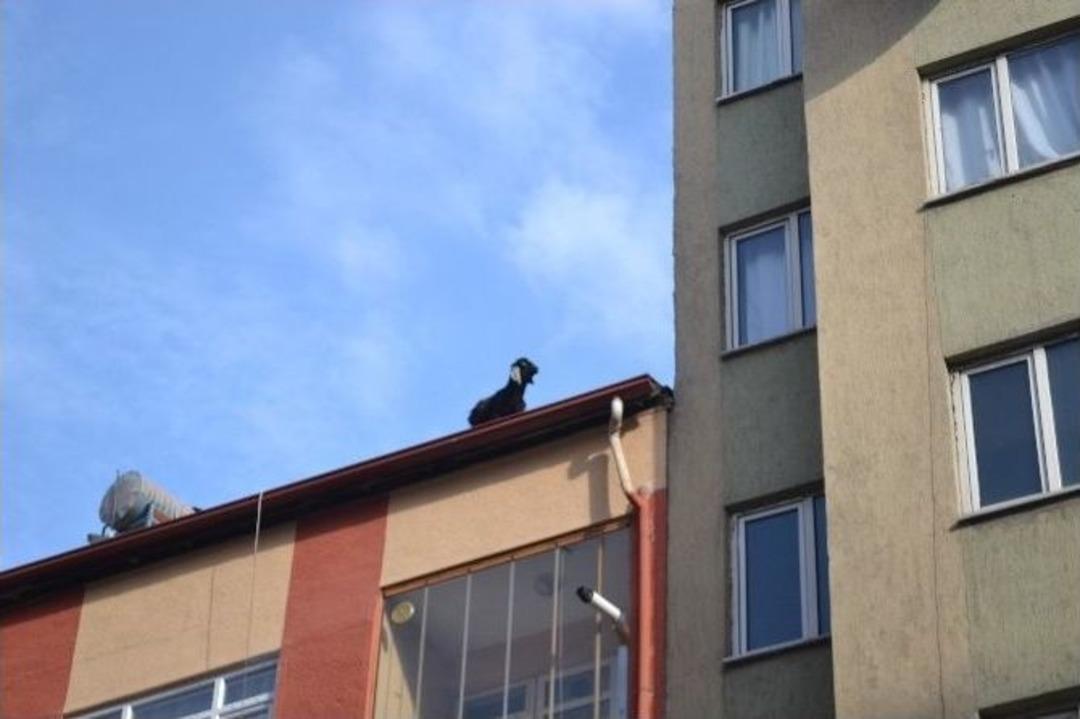 &Ccedil;atıya &Ccedil;ıkan Ke&ccedil;iyi İtfaiye Kurtardı