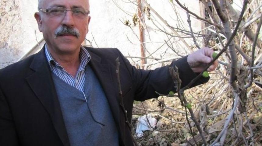 İncir Ağacında Kış Meyvesi