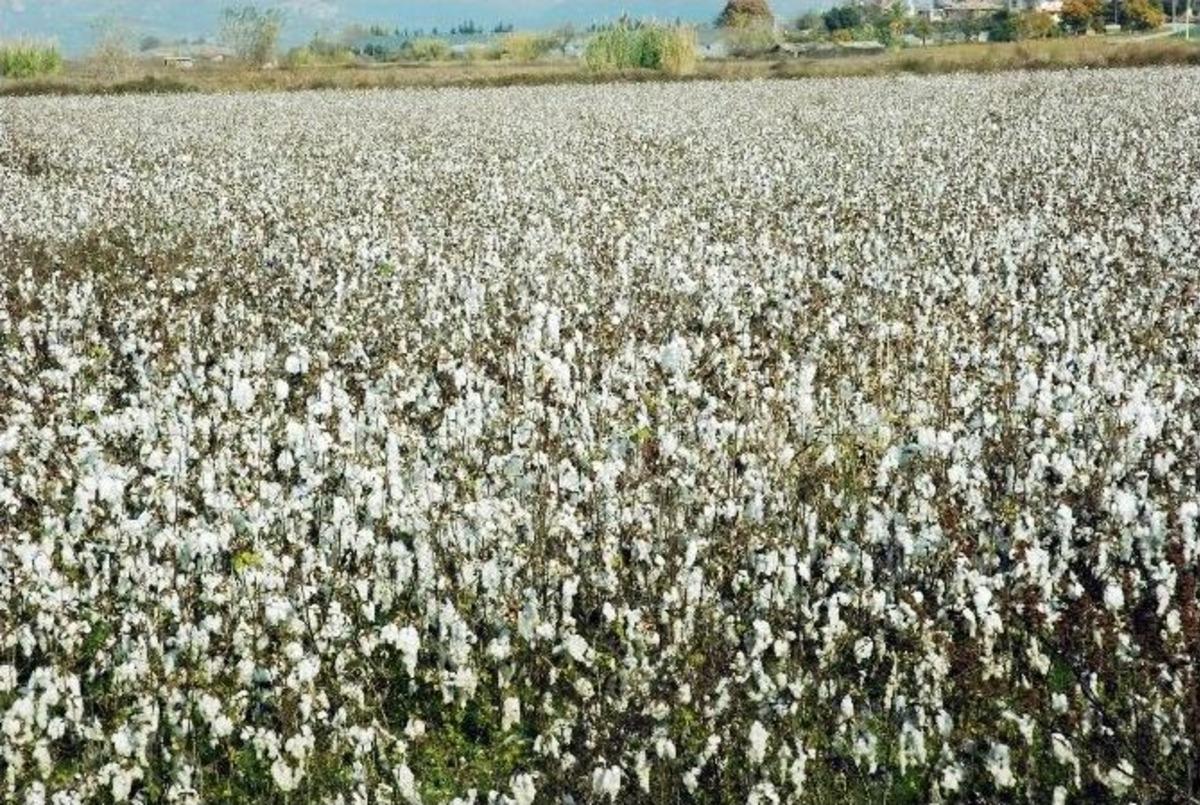 (&ouml;zel Haber) Tarlada Kalan Pamuğu Suriyeli Aileler Topluyor