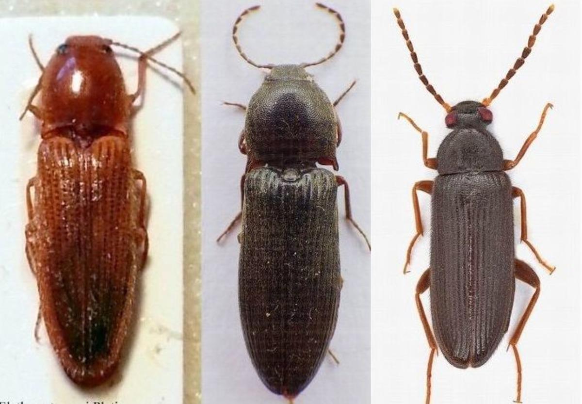 (&ouml;zel Haber) 3 Yeni B&ouml;cek T&uuml;r&uuml; Keşfedildi