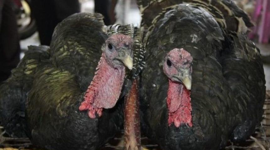 Yılbaşı &Ouml;ncesi Pazarda Hindilere Talep Yok