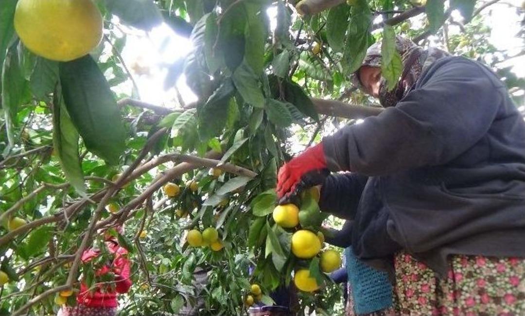 Sınır Kapıları Kapandı, Mandalina Dalında Kaldı