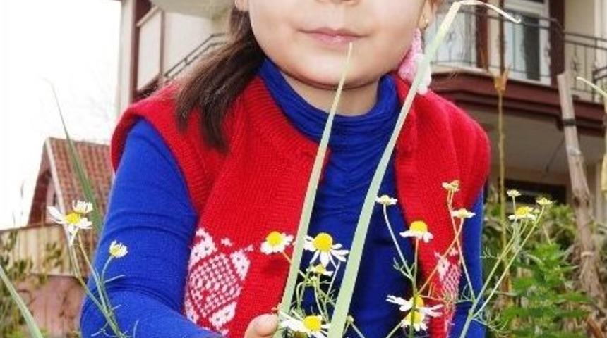 Yalancı Bahara Aldanan Papatyalar &Ccedil;i&ccedil;ek A&ccedil;tı