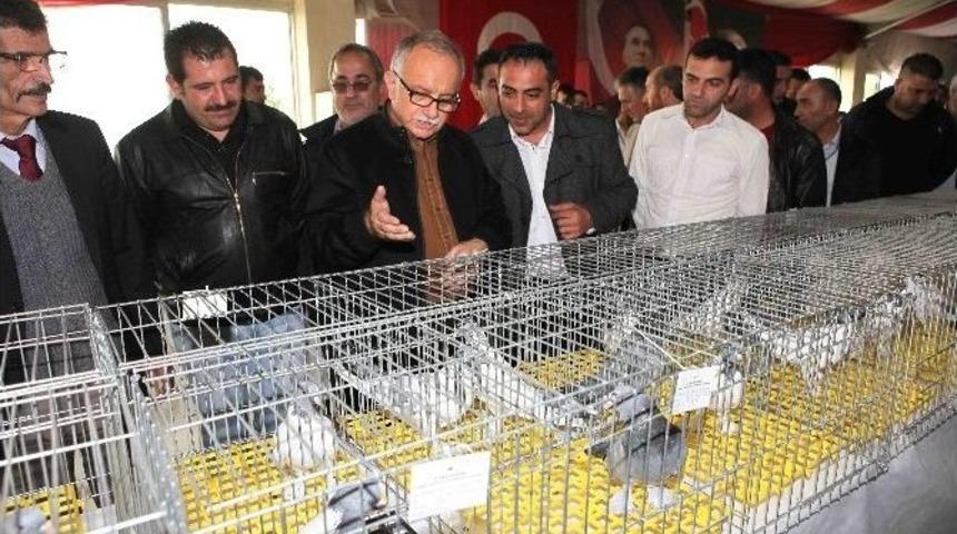 Araba Fiyatına G&uuml;vercin