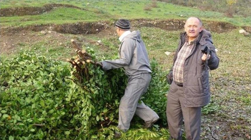 T&uuml;rkiye D&uuml;nyaya Defne Yaprağı İhra&ccedil; Ediyor