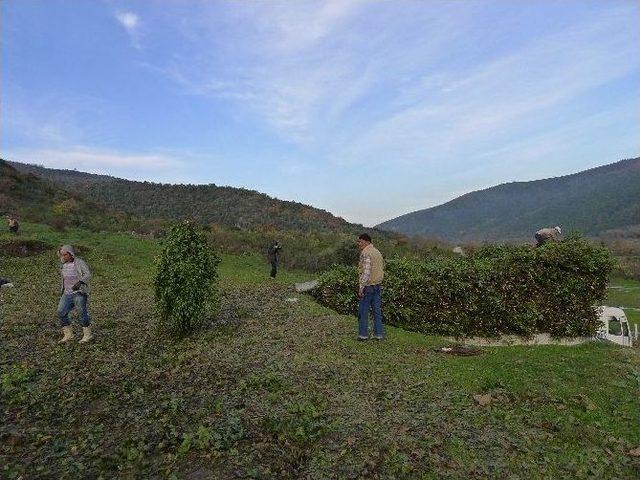 Türkiye Dünyaya Defne Yaprağı İhraç Ediyor