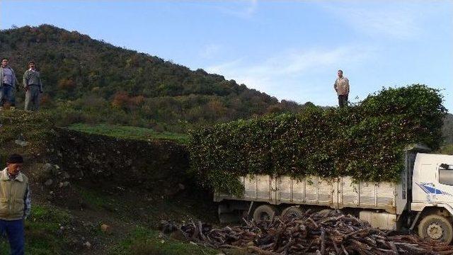 Türkiye Dünyaya Defne Yaprağı İhraç Ediyor