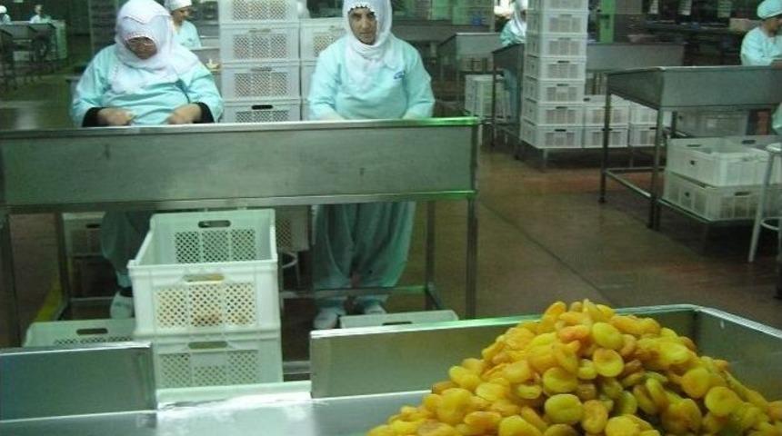 Kayısı&rsquo;da İhracat Miktarı Ve D&ouml;viz Girdisi Arttı