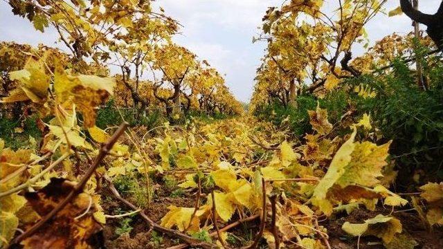 Muhteşem Doğa Olayını G&ouml;renler Bir Daha Baktı 1