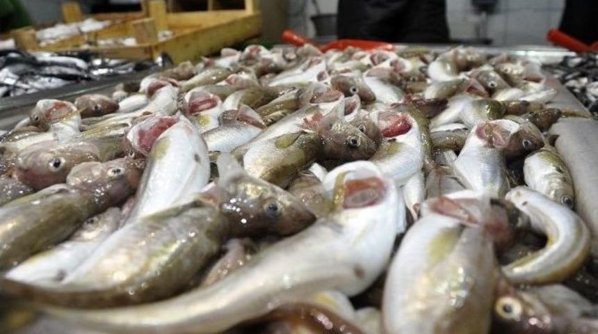 Palamut Bollaştı, Vatandaşın Y&uuml;z&uuml; G&uuml;ld&uuml;